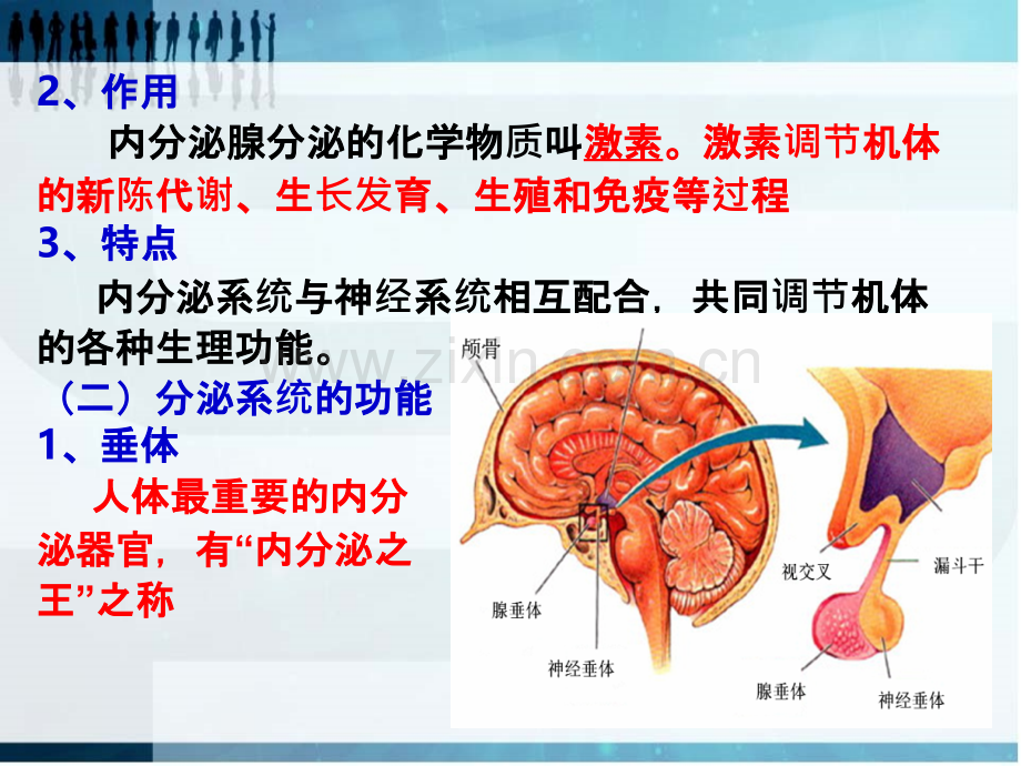 内分泌系统和免疫系统ppt课件.ppt_第3页