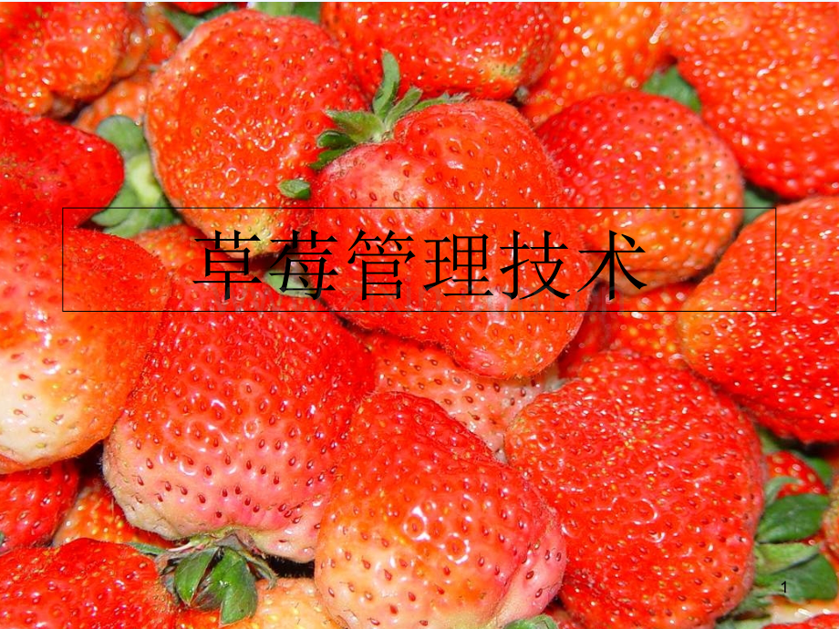 草莓病虫害防治-PPT.ppt_第1页