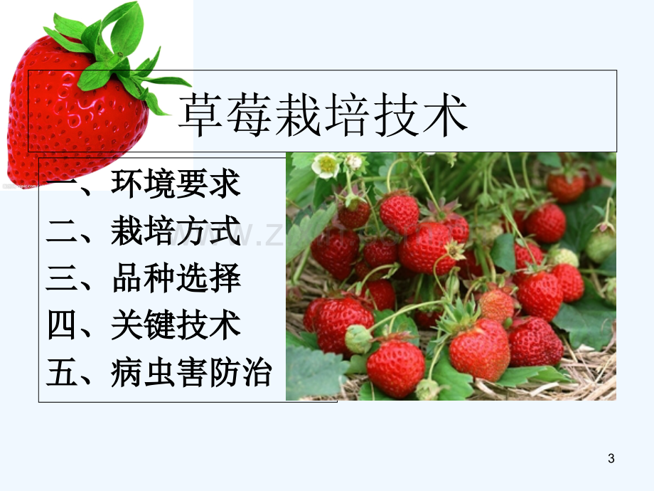 草莓病虫害防治-PPT.ppt_第3页