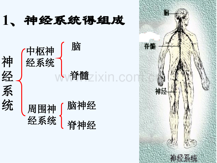 高中生物必修三通过神经系统的调节-PPT.pptx_第2页