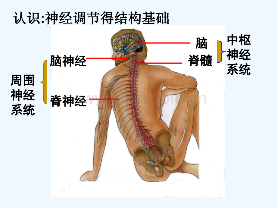 高中生物必修三通过神经系统的调节-PPT.pptx_第3页