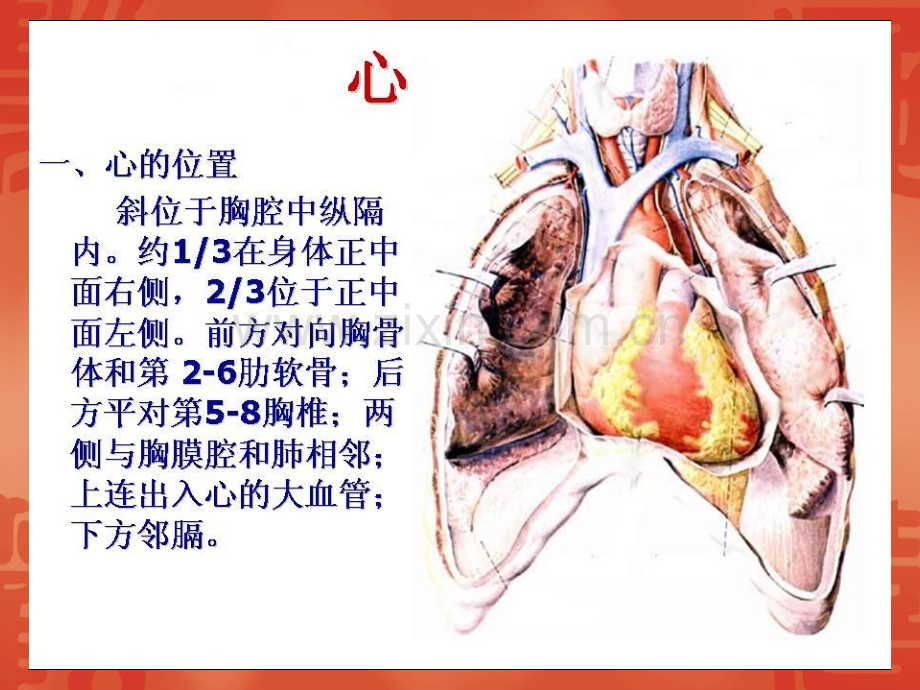 临床医学心的临床应用与解剖.pptx_第3页