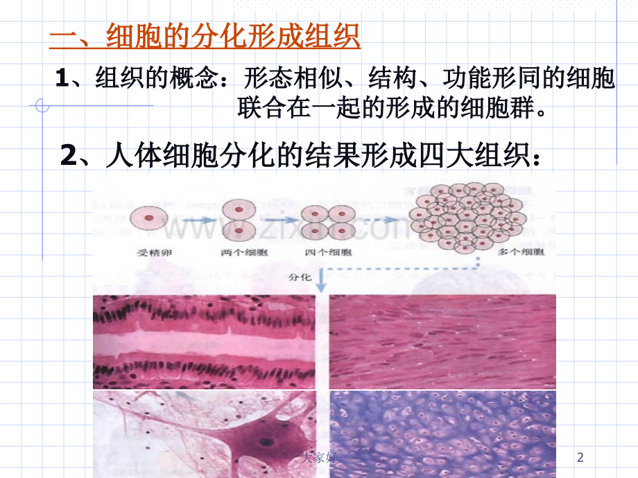 动植物体的结构层次.ppt_第2页