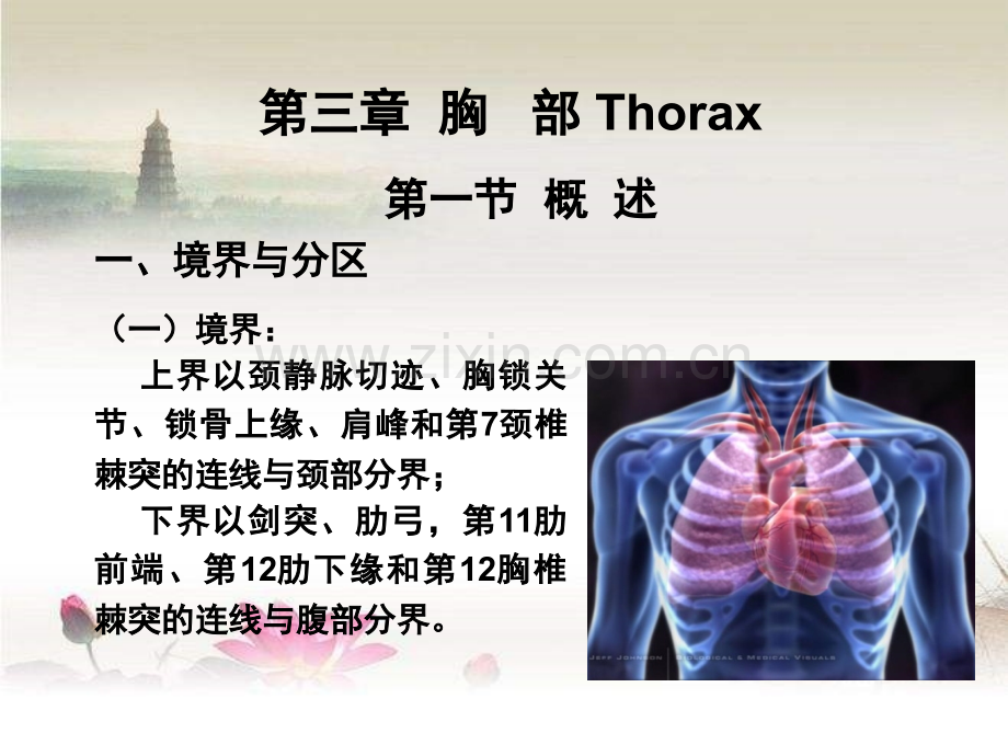 临床医学五年制局部解剖学课件胸部-PPT.ppt_第1页