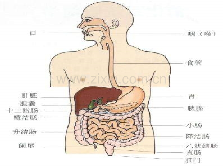 胃肠超声检查的临床应用.pptx_第3页