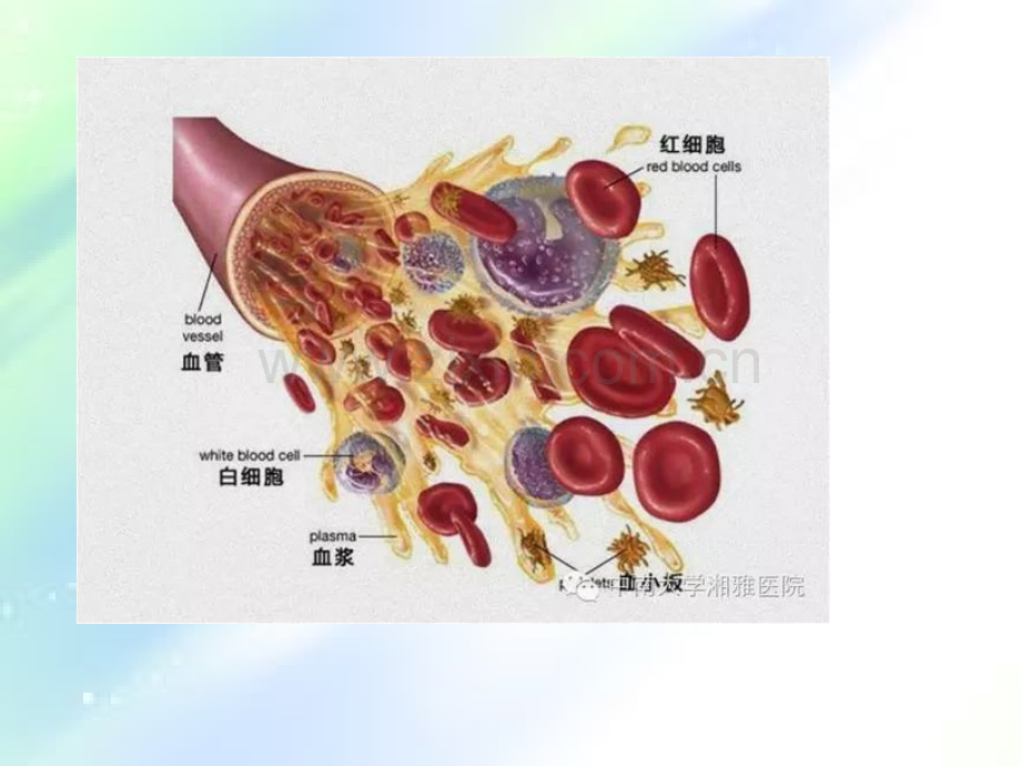 高三生物一轮复习免疫调节.ppt_第1页