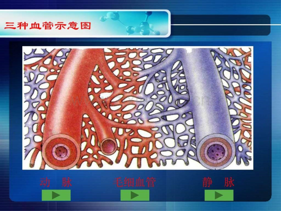 苏教版七级下册人体的血液循环血管和心脏.pptx_第3页