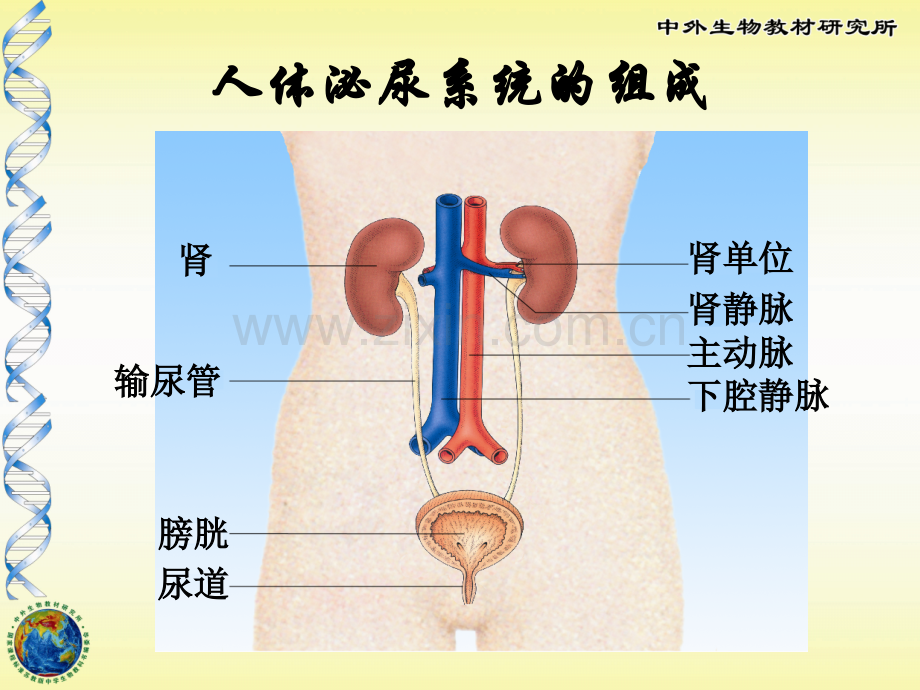 人体泌尿系统的组成.pptx_第2页