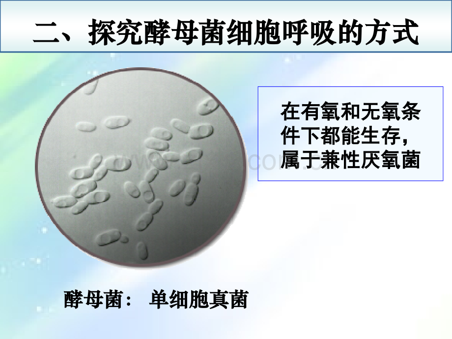 高一生物(有氧呼吸和无氧呼吸).ppt_第3页