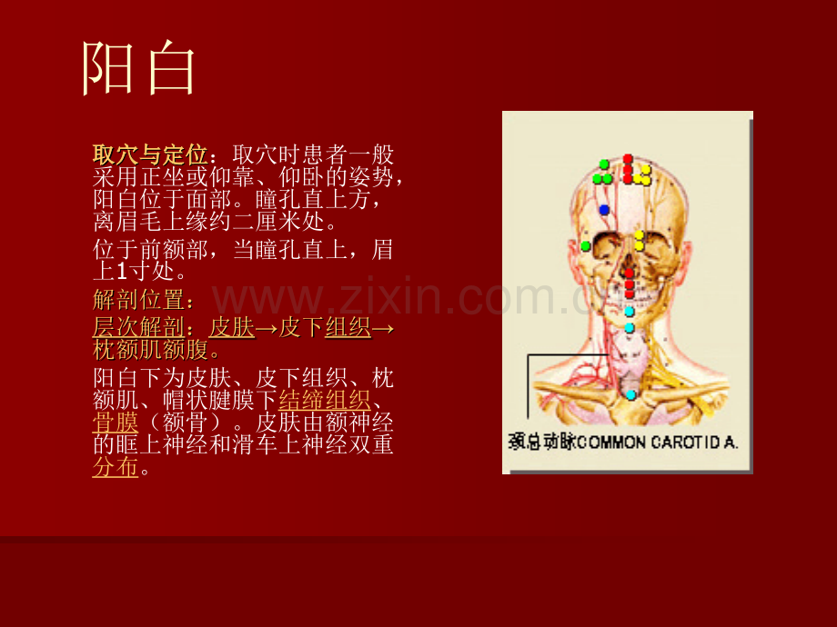 面瘫治疗常用穴位-.ppt_第2页