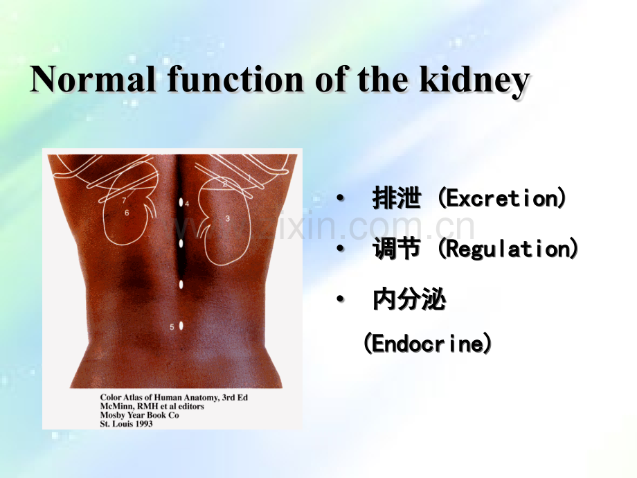 renal肾功能不全.ppt_第2页