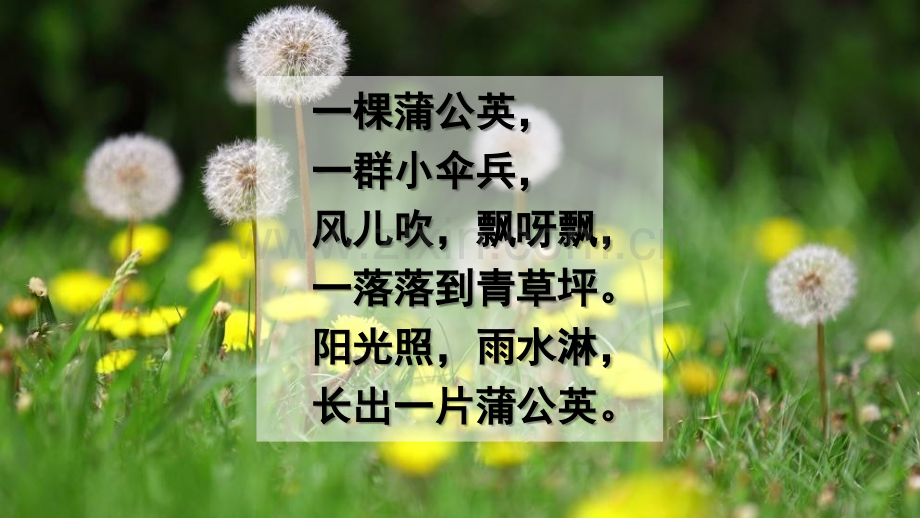 部编三年级金色的草地-PPT.ppt_第2页