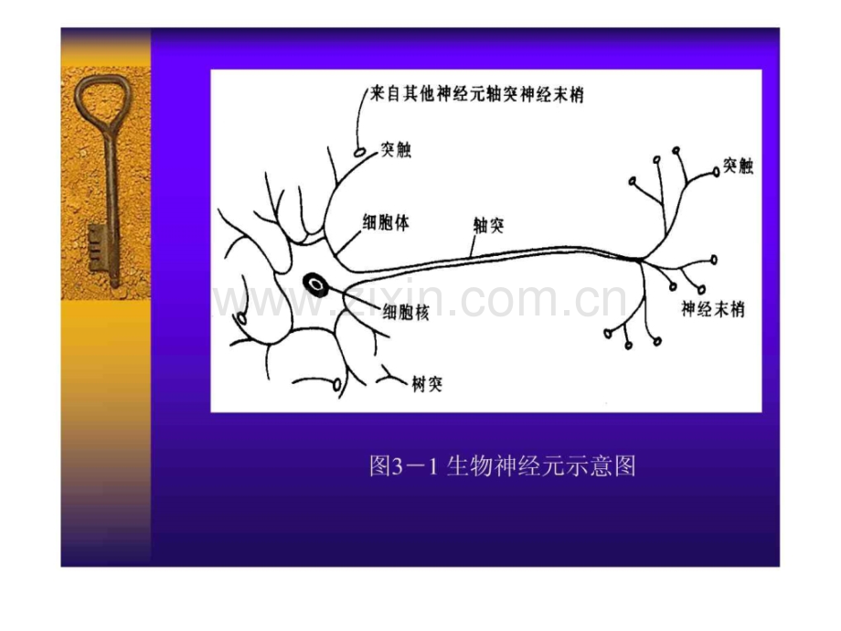 第01讲神经元与网络结构.pptx_第2页