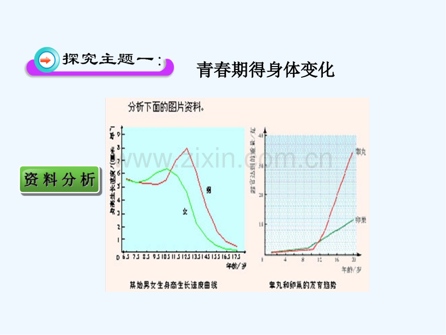 七级生物下册青春期-PPT.pptx_第3页