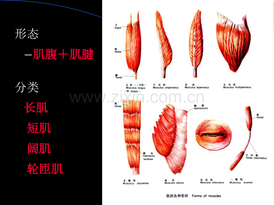 肌总论躯干肌头颈肌.pptx_第1页