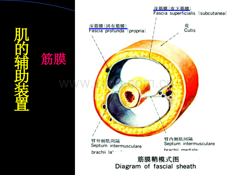 肌总论躯干肌头颈肌.pptx_第3页