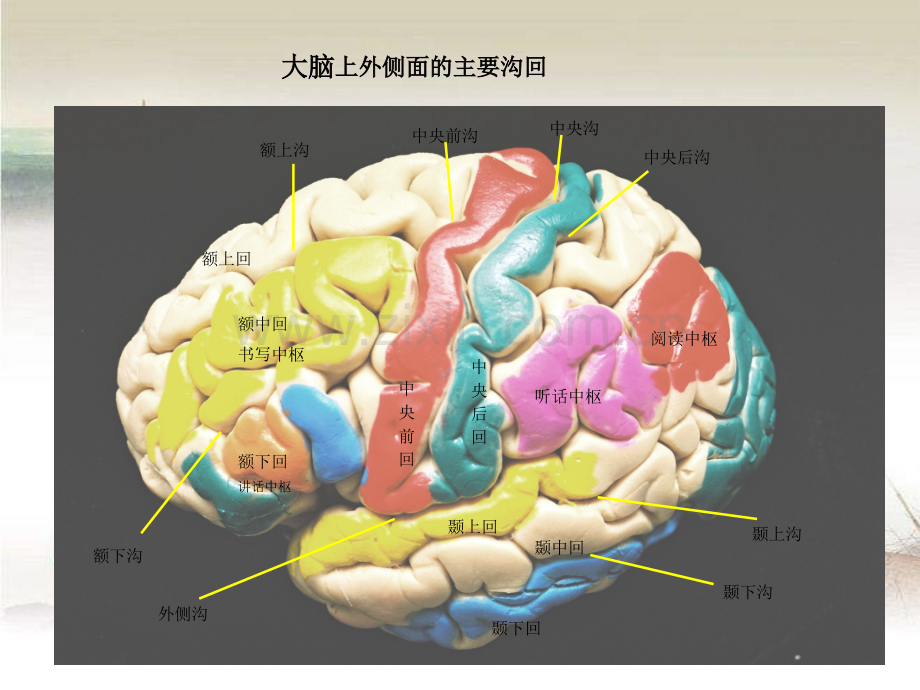 颅脑断层解剖.ppt_第2页