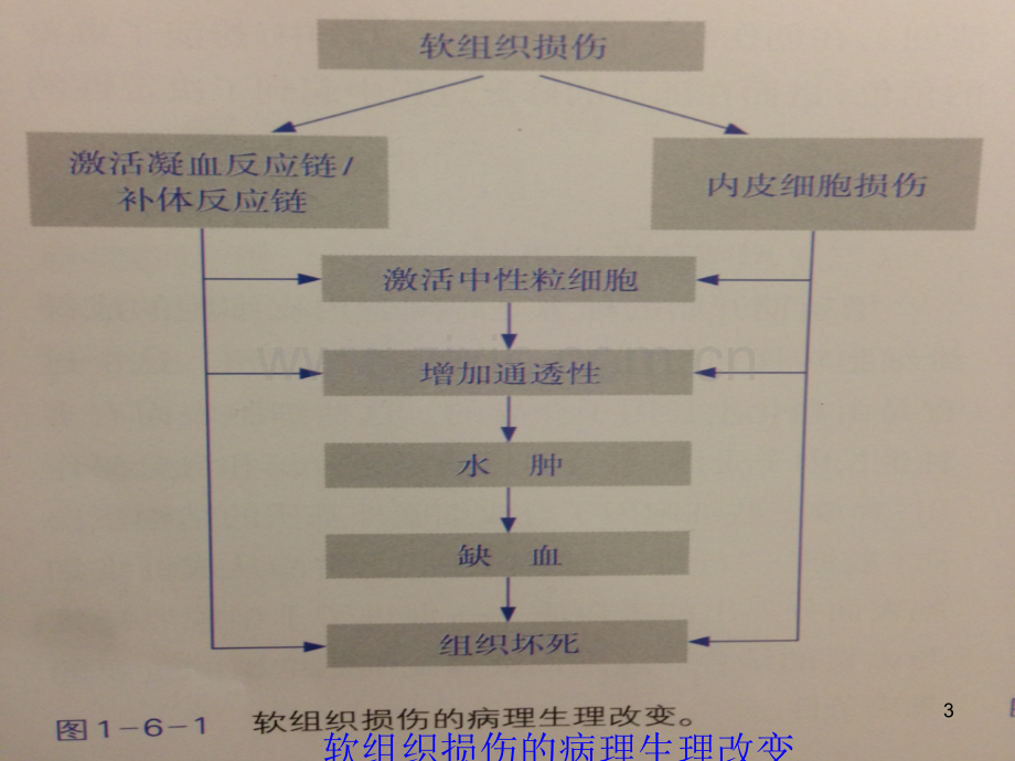 软组织损伤的分型、评估及病理生理改变-.ppt_第3页