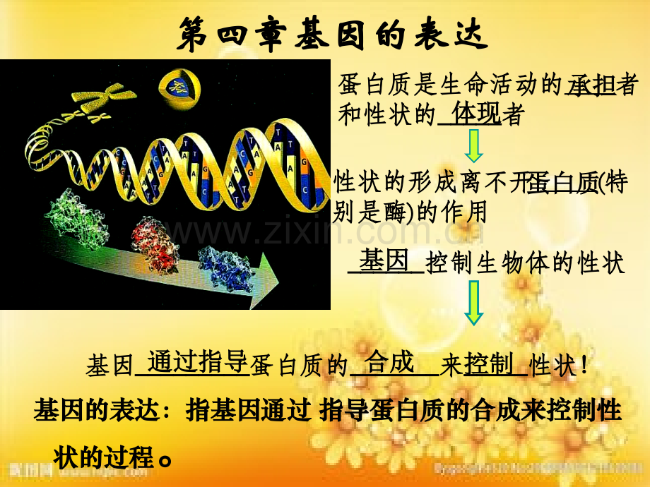 转录翻译动画.ppt_第1页