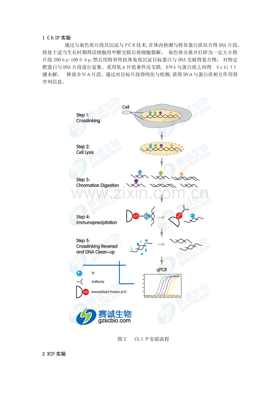 ChIP、RIP、RNA-pull-down、EMSA、Luciferase原理.doc_第1页