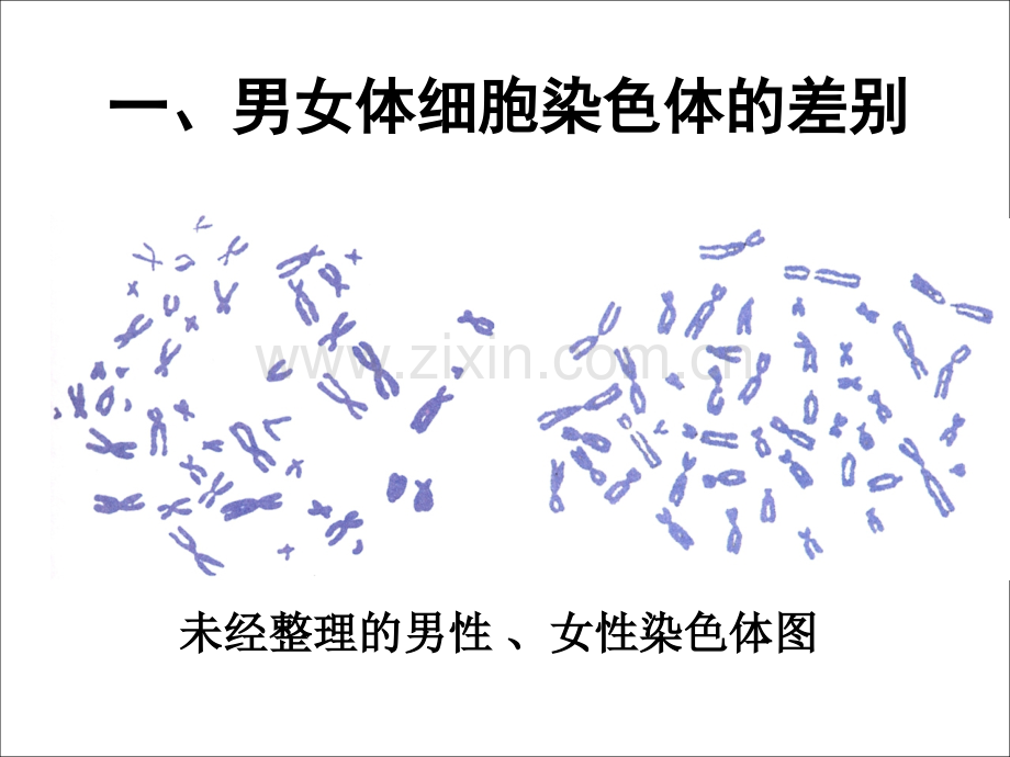 《人的性别遗传》.ppt_第3页