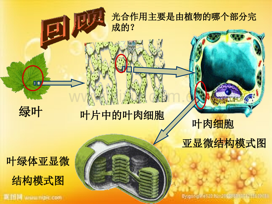 高中生物光合作用人教版必修一.ppt_第2页