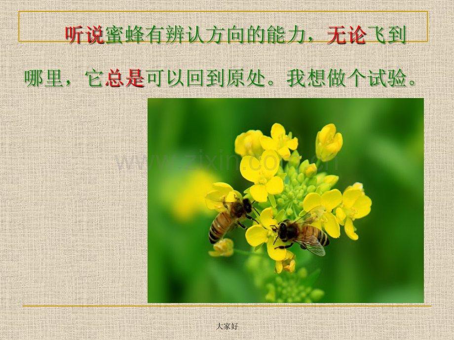 人教版三年级语文上册《蜜蜂》课件.ppt_第2页