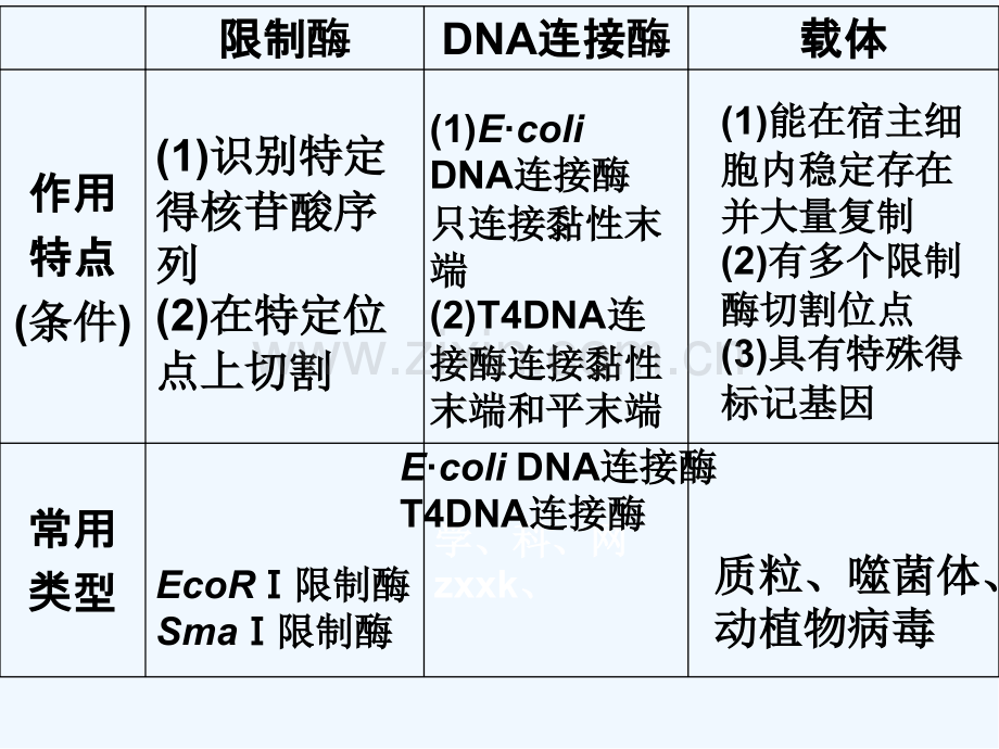 高中生物选修三专题基因工程复习课件-PPT.pptx_第2页