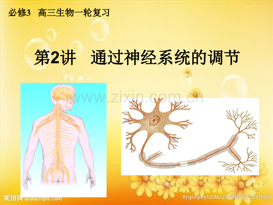 高三生物一轮复习通过神经系统调节.ppt_第1页