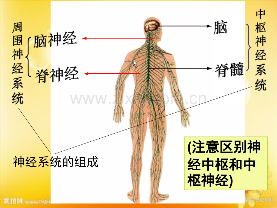 高三生物一轮复习通过神经系统调节.ppt_第2页