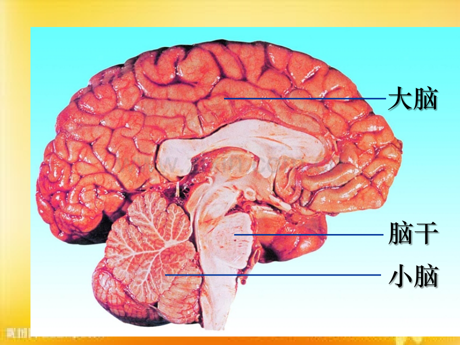 高三生物一轮复习通过神经系统调节.ppt_第3页