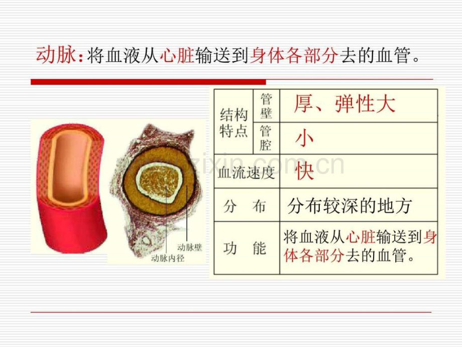 血管和心脏图文.pptx_第2页