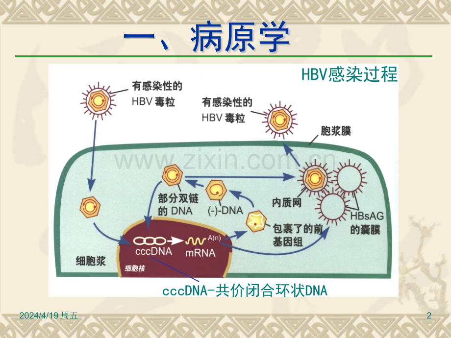 2015乙肝防治指南解读.pptx_第2页