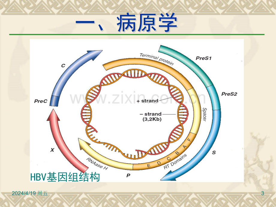 2015乙肝防治指南解读.pptx_第3页