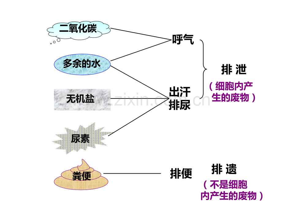 人体泌尿系统的组成完整版.pptx_第2页