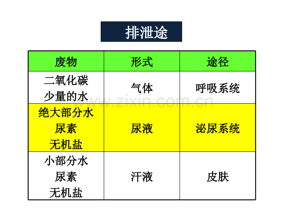 人体泌尿系统的组成完整版.pptx_第3页