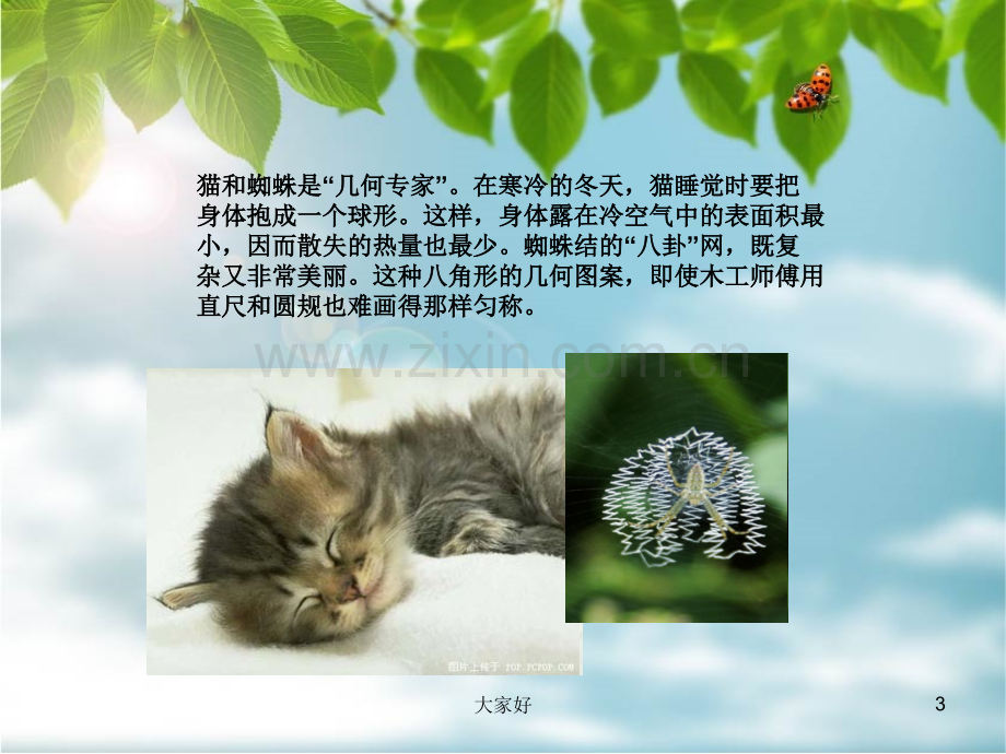 《大自然中的数学》.ppt_第3页