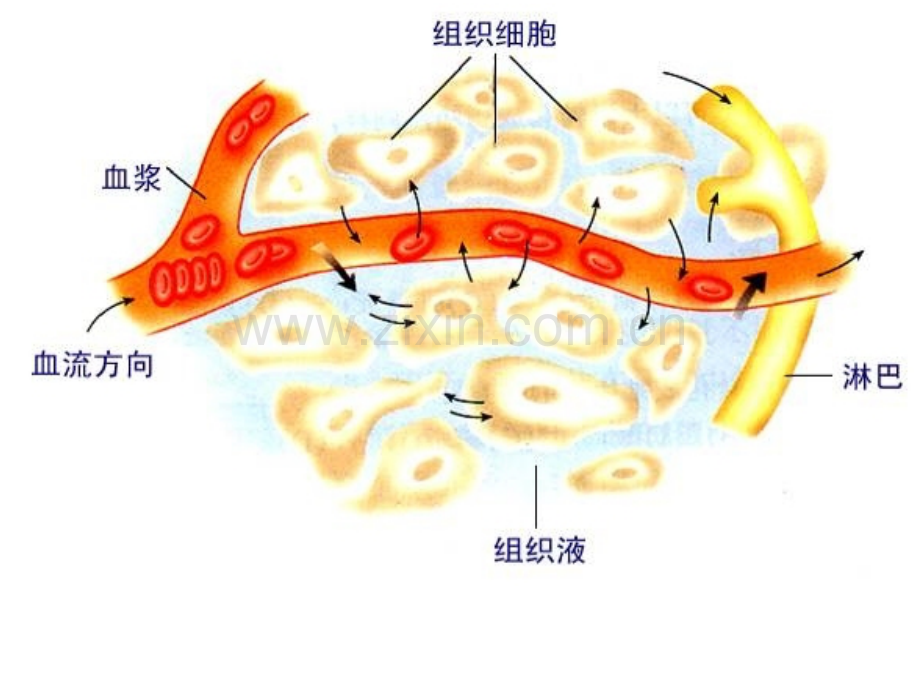 高三复习：血糖调节-PPT.ppt_第1页