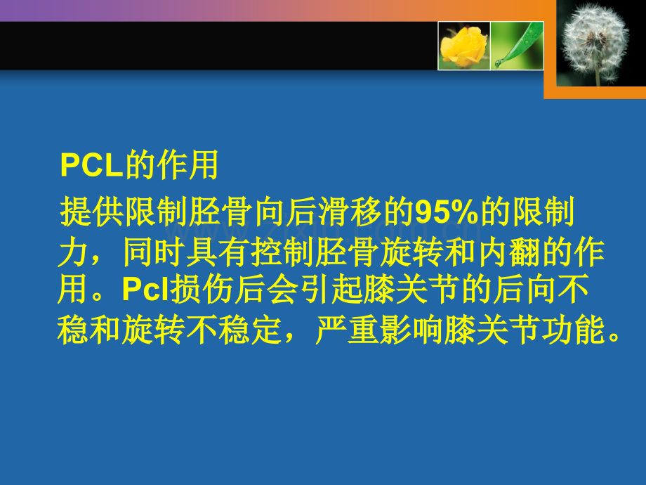 后交叉韧带pcl重建科里讲课.pptx_第3页