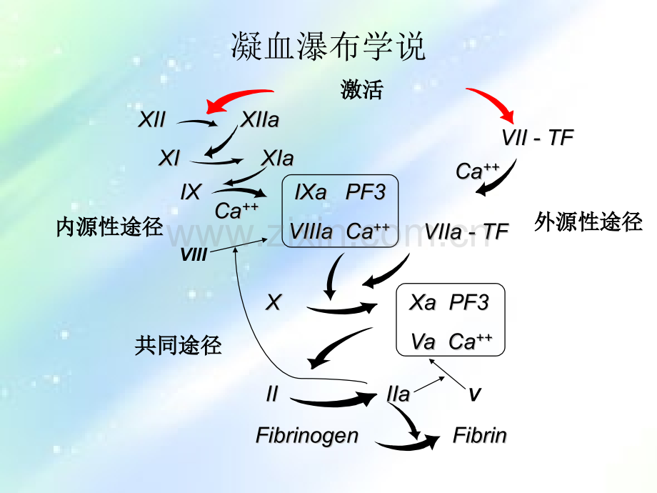 常见凝血项目检测及临床意义.ppt_第2页