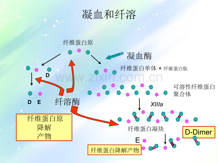 常见凝血项目检测及临床意义.ppt_第3页