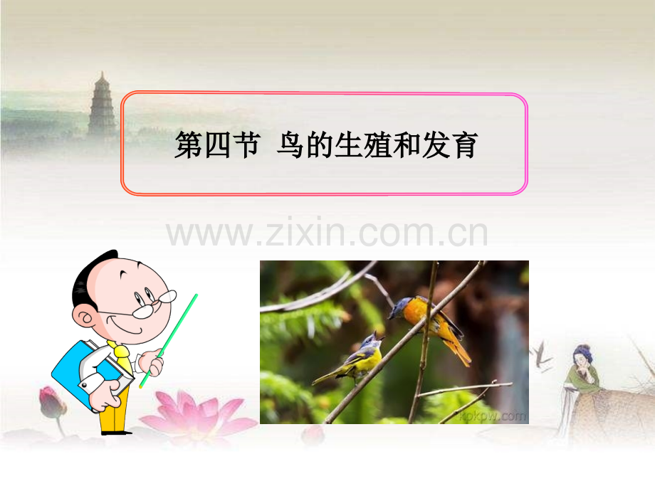 人教版生物八下《鸟的生殖和发育》.ppt_第1页