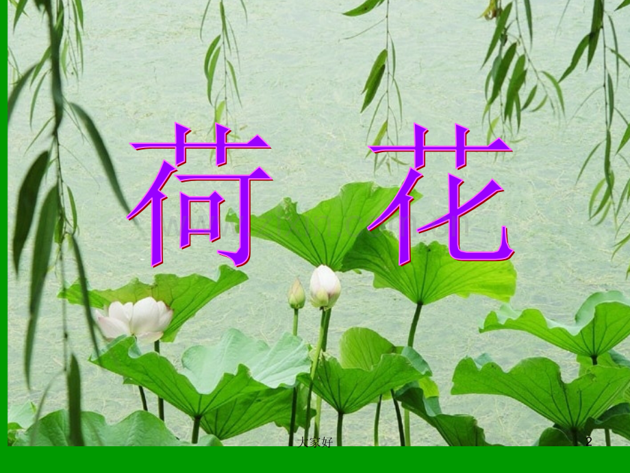 《荷花》(人教版三年级语文下册课件).ppt_第2页