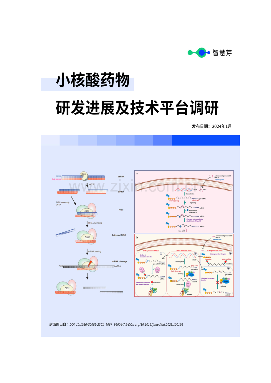 2024年小核酸药物研发进展及技术平台调研报告.pdf_第1页