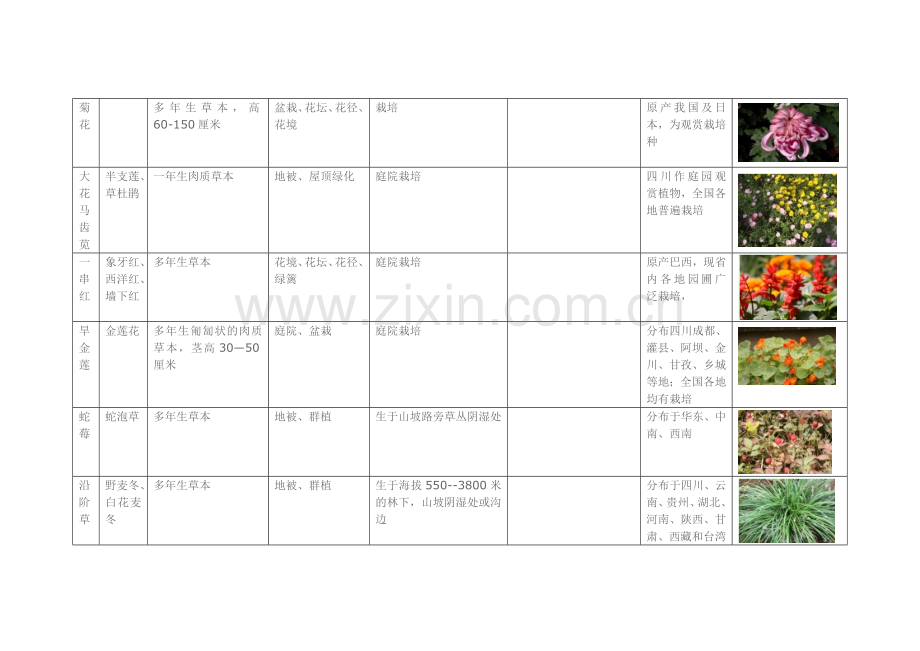 园林常用花卉植物.docx_第2页