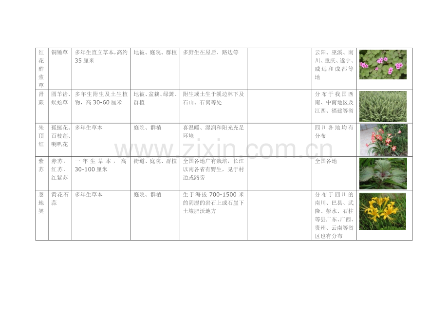 园林常用花卉植物.docx_第3页