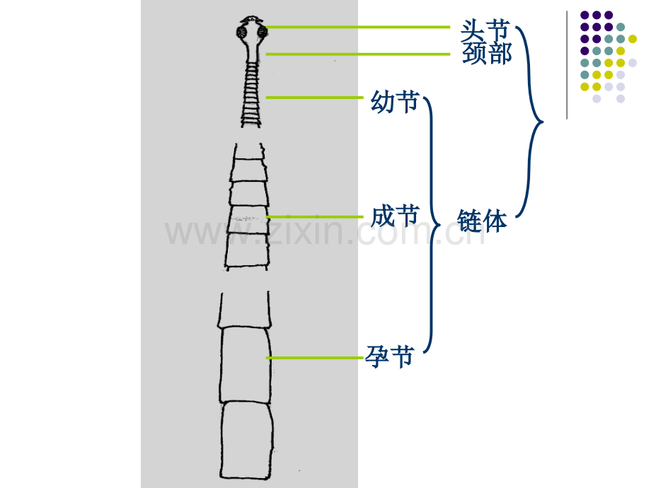 牛带绦虫肥胖带绦虫.pptx_第3页