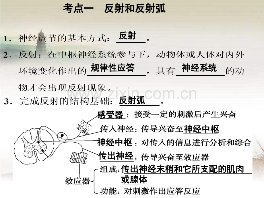 一轮复习-人和高等动物的神经调节.ppt_第3页