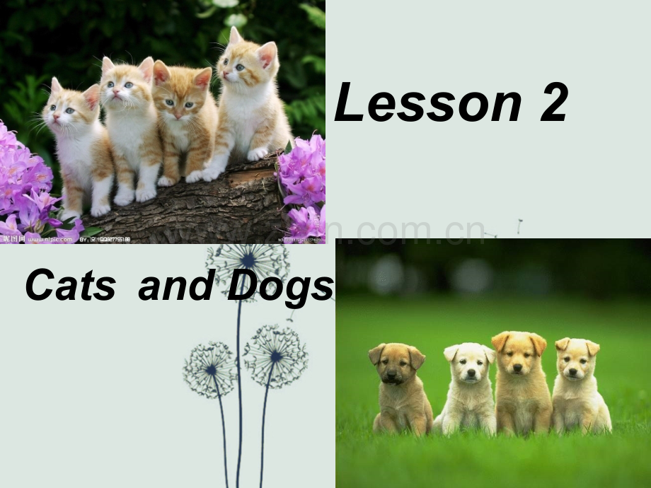 新版冀教版小学英语三年级下册lesson2-cats-and-dogs-课件.ppt_第1页