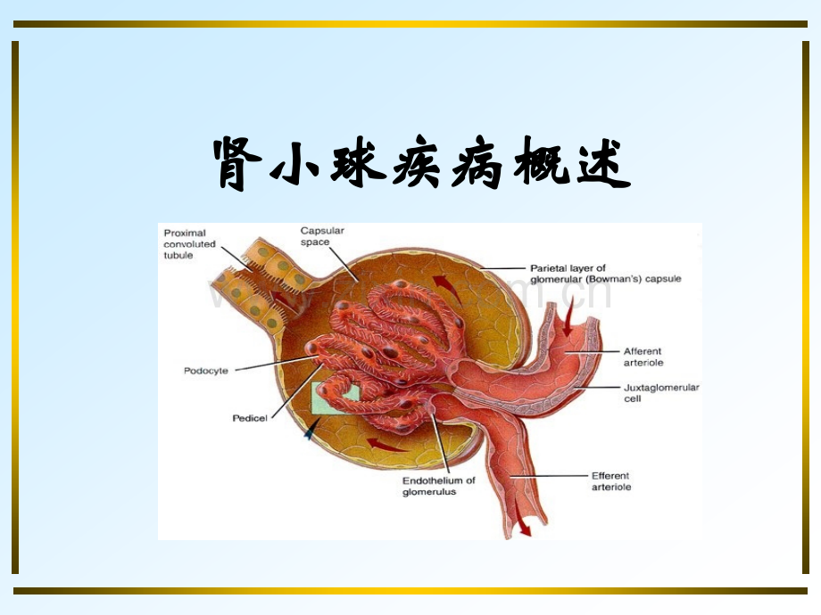 肾小球疾病概述.ppt_第1页